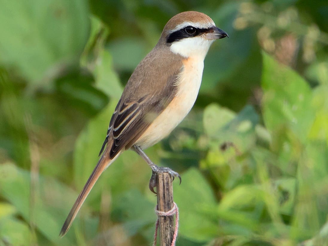 Brown Shrike